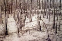 Buck, graphite on paper, 1992