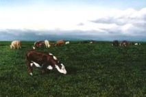 Hereford, oil on masonite, 1996