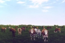 Ruminating, oil on masonite, 1996