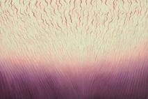 Mellifluous, 36" x 48", oil on canvas, 2010