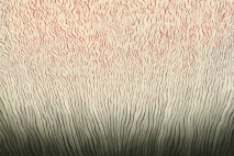 Capillary, 30
