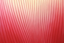 Deep in the Red, 24